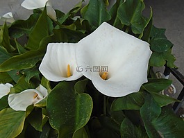 鲜花,恶魔岛,白度