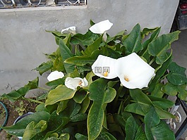 鲜花,恶魔岛,白度