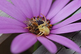 蜘蛛,蜜蜂,花