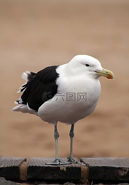 南非,花園大道,開普