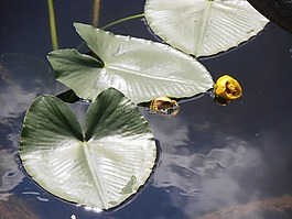 自然,水,綠色