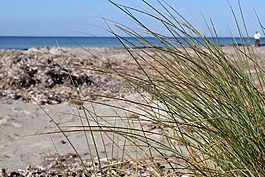 海灘,海,海岸