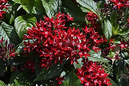 紅色花,葉子,植物園