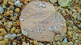 秋天樹葉,秋季,秋葉