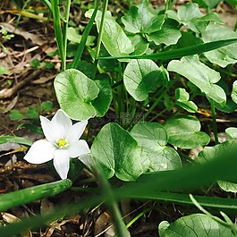 花卉,白,綠色