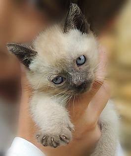 小貓,貓,動物