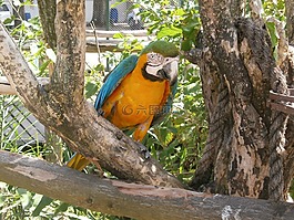 鸚鵡,ave,動物園