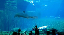 海豚,水族館,海底世界