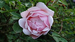 粉色,花,灌木