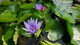 花,神圣的蓮花,自來水廠