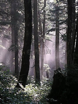 樹,森林,景觀