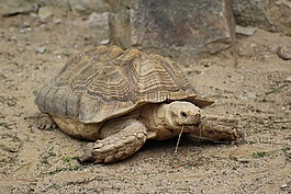 龜,動(dòng)物,動(dòng)物園
