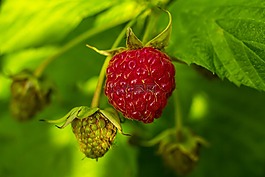 覆盆子,水果,大自然