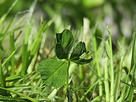 三葉草,草,綠色
