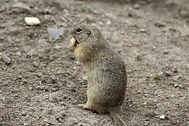 地鼠,動(dòng)物園深,動(dòng)物園圈地