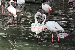 鵜,鳥,動物園深