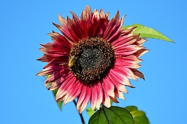 太陽花,花,鮮花