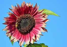 太陽花,花,鮮花