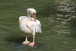 鵜,鳥,動物園深
