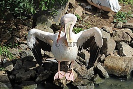 鵜,鳥,動物園深