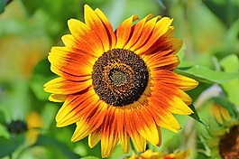 太陽(yáng)花,花,鮮花