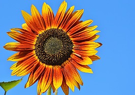 太陽花,花,鮮花