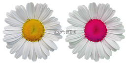 鮮花,開(kāi)花,野生花卉