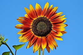 太陽花,花,鮮花