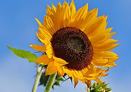 太陽(yáng)花,花,鮮花