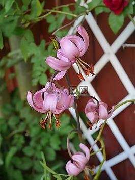 粉紅色,花,花園