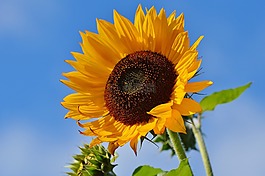 太陽花,花,鮮花