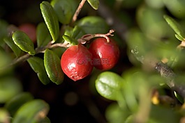 越橘的薄,cowberries,漿果