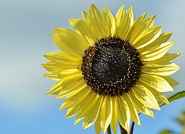 太陽花,花,鮮花