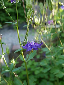 紫色花,花園,綠色