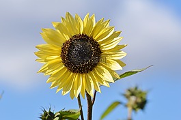 太陽花,花,鮮花