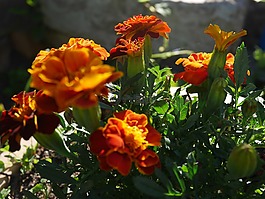 花,橙色,花的