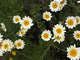 鮮花,白,黃色