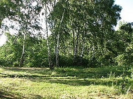 森林,性質(zhì),風
