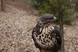 鳥,性質(zhì),動物