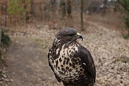 鳥,性質(zhì),動物