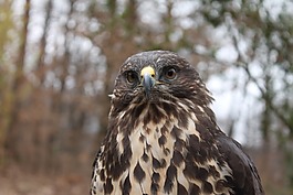 鳥,性質(zhì),動物