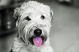 狗,hundeportrait,爱尔兰的 softcoated 面食梗