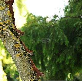 松鼠,動(dòng)物,幼畜