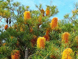 鮮花,當地植物群,艾幕角