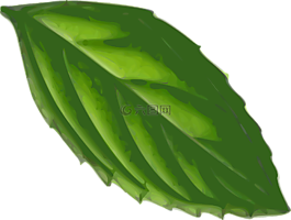 薄荷,葉,植物