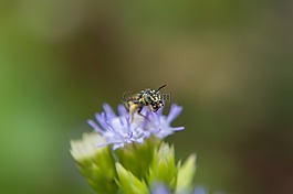 昆蟲,花,dec