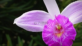 竹葉蘭,鮮花,花園