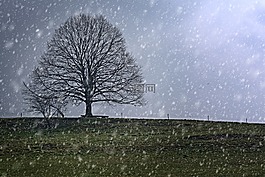 樹,個別,雪