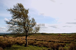 樹,景觀,農(nóng)村
