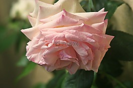 豐花,玫瑰,粉紅色